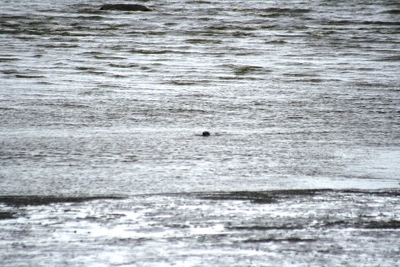 Seal head poking out of choppy water