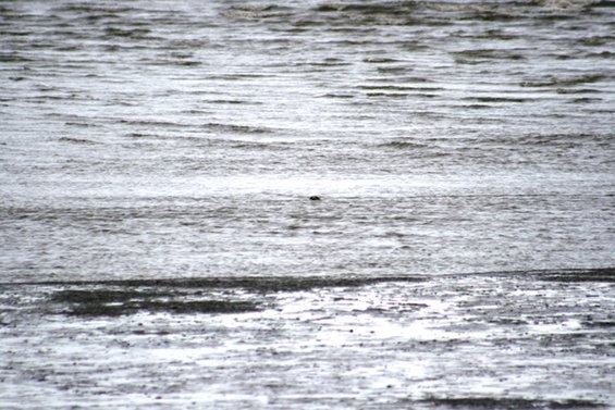 Water with ripples and a dark object in the distance