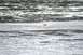 1990 Chevrolet Suburban - A seal navigates through the water at Captain Cook State Park.