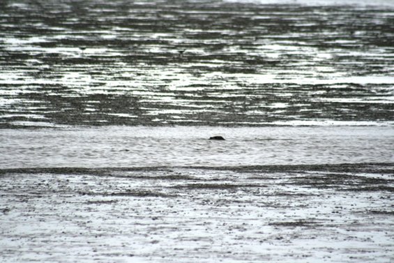 Seal swimming in water with muddy shorelines