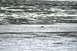 1990 Chevrolet Suburban - A seal surfaces in the water near a muddy shoreline at Captain Cook State Park.