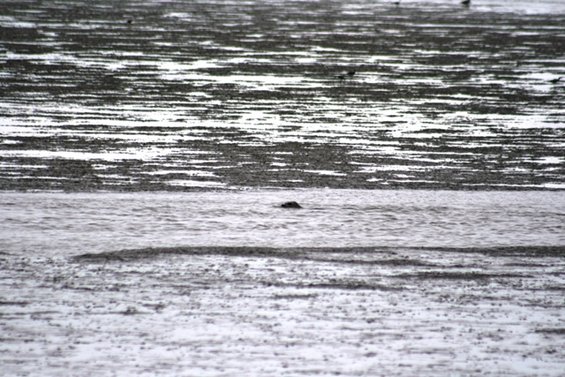 Seal head emerging from rippling water with dark mud flats in background
