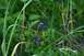 1990 Chevrolet Suburban - A close-up view of purple flowers surrounded by lush green leaves and blades of grass.