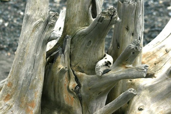 Close-up of weathered driftwood on a beach