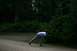 1990 Chevrolet Suburban - A person prepares to throw a ball in a wooded area.