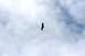 1990 Chevrolet Suburban - A bird is seen soaring through the clouds on a partly cloudy day.