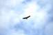 1990 Chevrolet Suburban - A bird soars through the sky on a cloudy day.