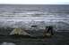 1990 Chevrolet Suburban - A person is digging on a rocky beach near the ocean on an overcast day.