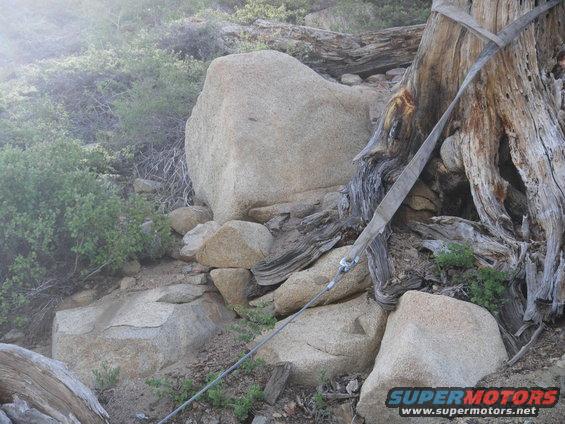 Tree trunk secured with straps and cables, surrounded by large rocks and brush