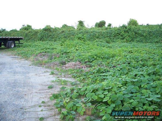 trailer parked on gravel next to a field overgrown with green plants
