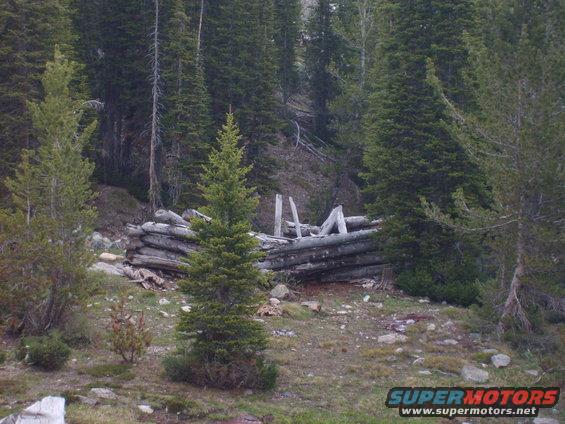 Ruins of a log cabin in a wooded area with pine trees