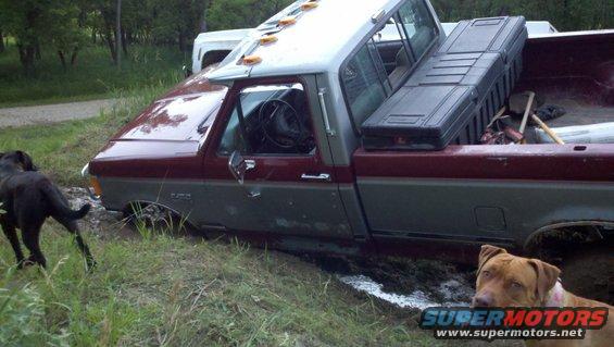 Maroon and gray Ford F-150 stuck in mud, with a black dog and a brown dog nearby