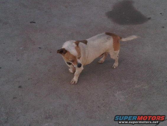 Small dog with white and tan markings standing on concrete