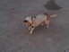 1986 Ford Bronco - A small dog stands on a concrete surface, looking down.