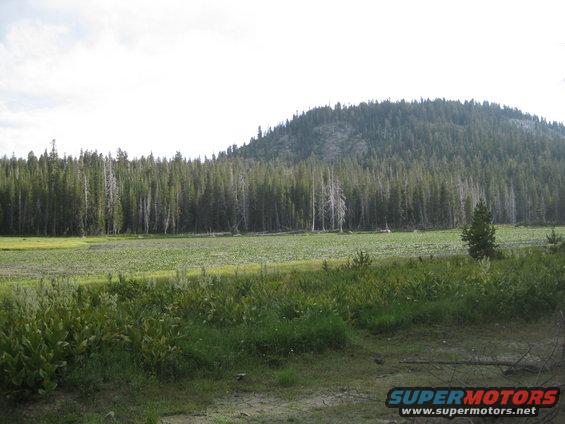 Mountain landscape with dense pine forest, a green meadow, and scattered trees under a bright sky