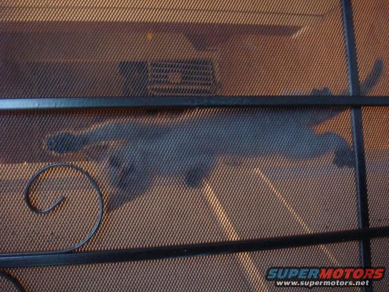 Cat silhouette on a mesh screen