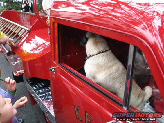 Pug dog in a red fire truck cab, with a ladder visible