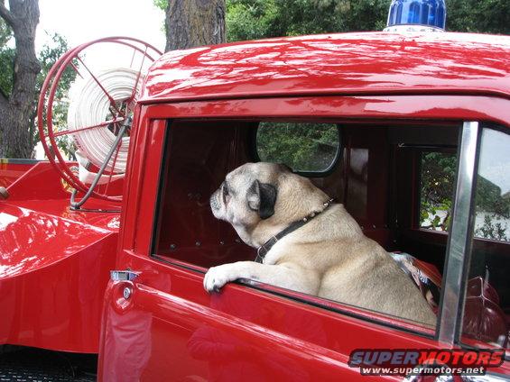 Red fire truck cab with a pug dog looking out the window. A hose reel is visible on the side