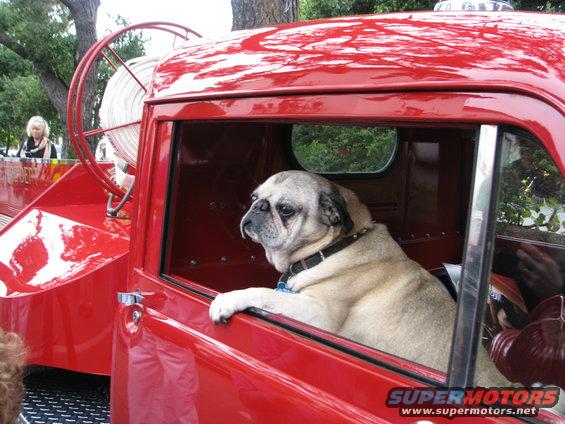 Pug looking out the window of a red fire truck