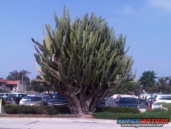 Large cactus in a parking lot with multiple vehicles visible