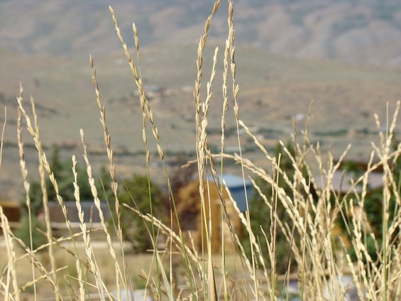 Dry grass in foreground with blurred houses and hills in background
