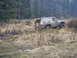1985 Ford Bronco - A 1985 Ford Bronco navigates a challenging off-road terrain covered in mud and dry grass.