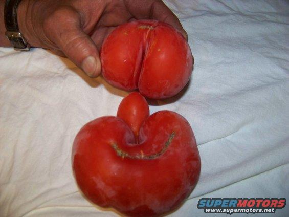 Two oddly shaped tomatoes, one held by a hand
