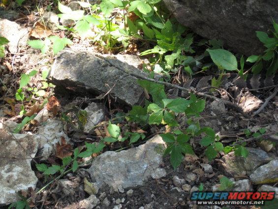Snake coiled among rocks and green foliage
