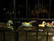 DSCN1176.JPG