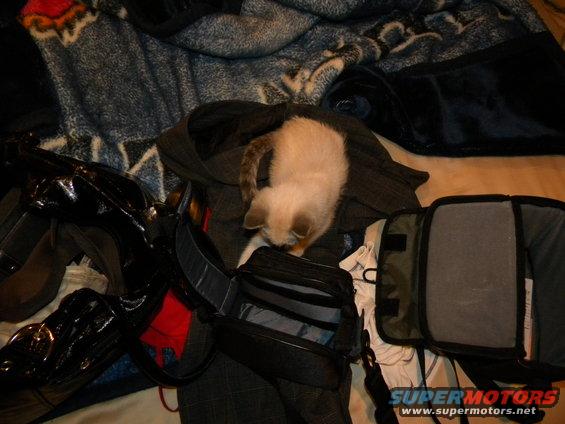 Kitten exploring open bags and blankets