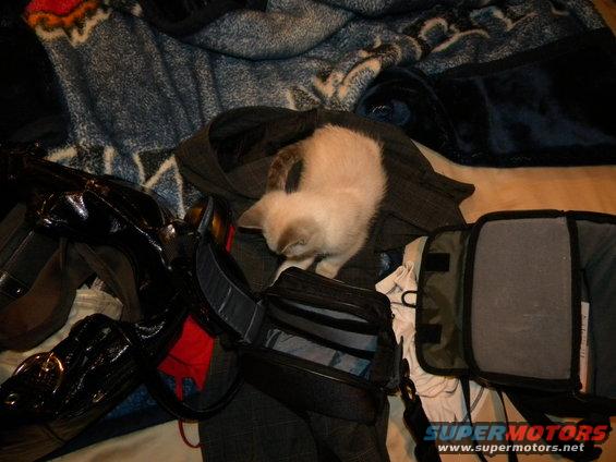 small kitten sits on a pile of blankets and bags