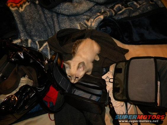 Kitten sitting on open bags with blankets in the background
