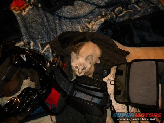 Kitten sits on blankets and bags