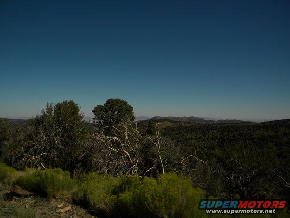 Overgrown vegetation and dead trees in a mountainous landscape under a clear blue sky