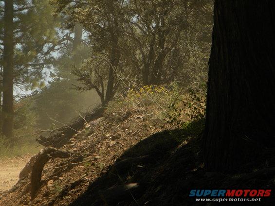 Dust cloud on a dirt road in a wooded area