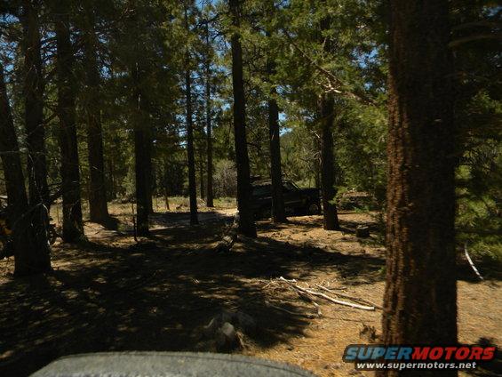 Dark SUV parked in a forest clearing