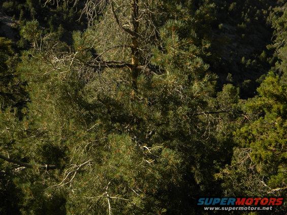 Pine trees and foliage in a natural setting, with a watermark at the bottom right