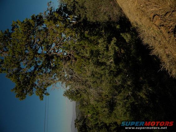 Tree branches against a blue sky with a distant landscape