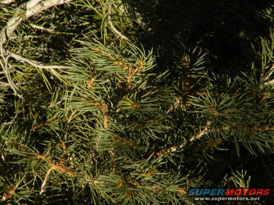 Pine tree branches with needles and small cones