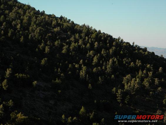 forested mountain slope under a clear blue sky, with a small plane visible in the distance