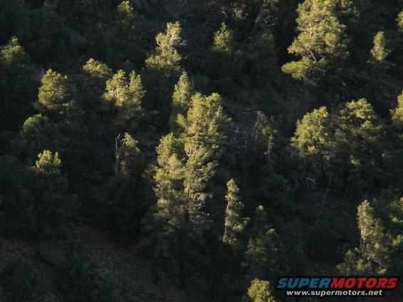 Forest scene with sunlit trees on a hillside