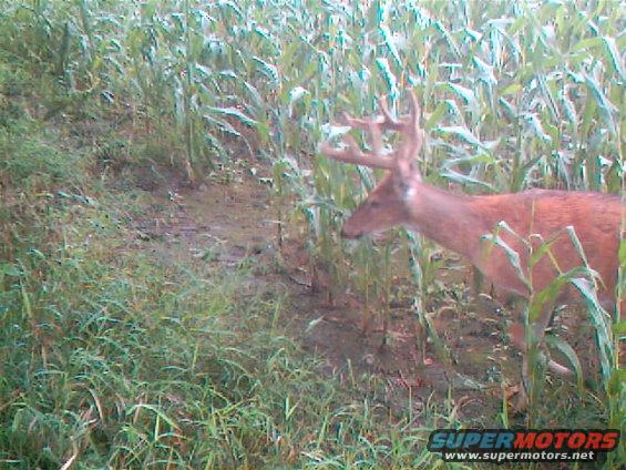 Buck deer walking through a cornfield