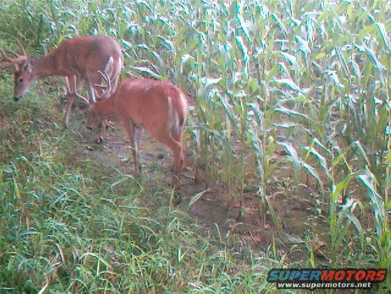Two deer stand in a field with tall corn stalks and grass; one deer faces left with antlers, the other faces right