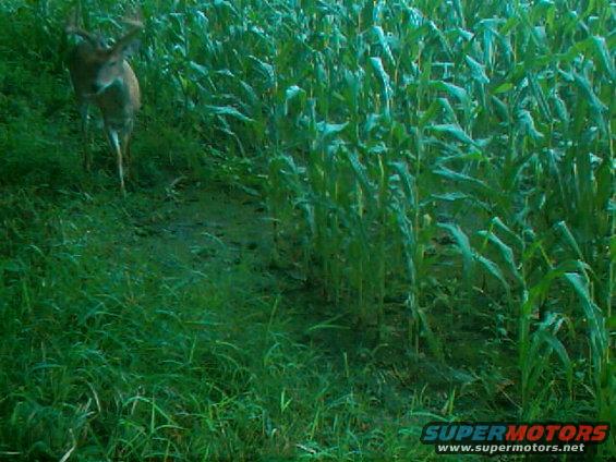 Deer in a cornfield with grass and mud