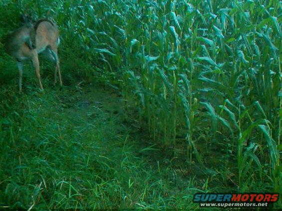 Two deer stand in a muddy patch surrounded by tall green corn stalks and grass