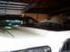 1973 Ford Ranchero - The front of a 1973 Ford Ranchero is visible, a black hood scoop and a racing stripe.
