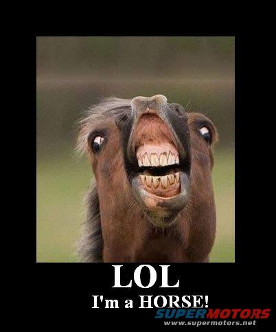 horse2.jpg 