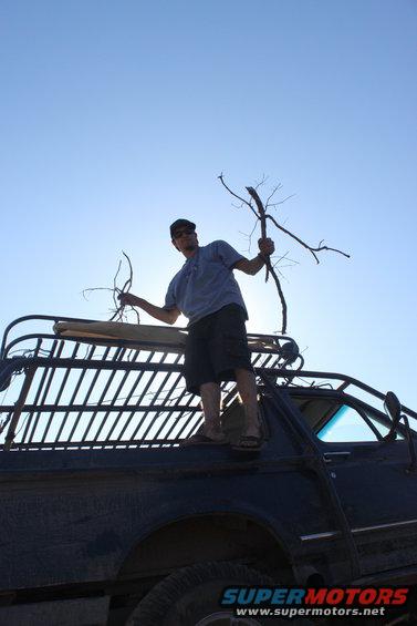 Man stands on the roof rack of a dark vehicle, holding branches against a clear blue sky