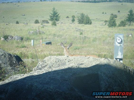 Deer lying on a rock in a grassy field with trees and a utility box