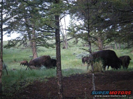 Bison grazing in a wooded area. Some are adults, some are calves